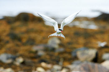 Oiseaux de mer<br>NIKON D4, 500 mm, 1400 ISO,  1/2500 sec,  f : 8 